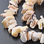 Natural Trochid Shell/Trochus Shell Bead Strands, Nuggets