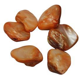 Perles de coquillages naturels d'eau douce, mixte, 10~20x12~18x5~9mm, Trou: 1mm