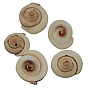 Perles naturelles de coquille d'oeil de shiva, mixte, 13~16x4~7mm, Trou: 2mm