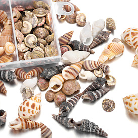 Natural Shell & Conch Display Decoration, for DIY Jewelry, Photography Props