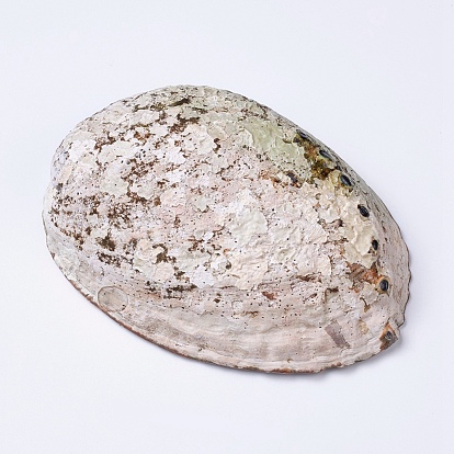 Coquille d'ormeau naturel / décoration de coquille de paua, coquille