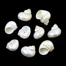 Perles de coquillage en spirale naturelle, sans trou, coquille