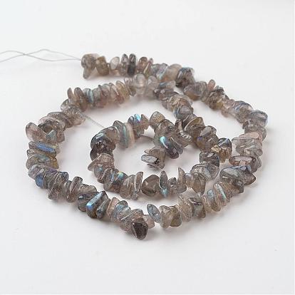 Chip Natural Labradorite Bead Strands, Grade A+, 7~12x5~8x2~5mm, Hole: 1mm, about 15.7 inch