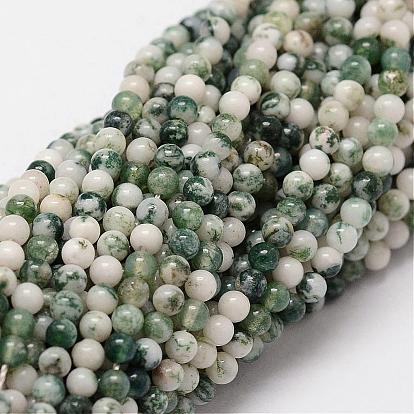 Natural Tree Agate Beads Strands, Round