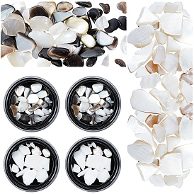 SUNNYCLUE 2 Boxes 2 Styles Natural Shell Fragment, Nail Art Decoration Accessories, Chips