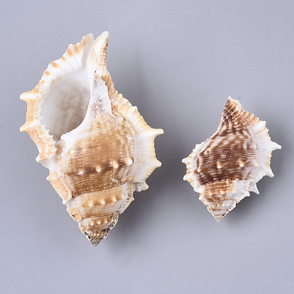 Perles de coquillage naturel, perles non percées / sans trou