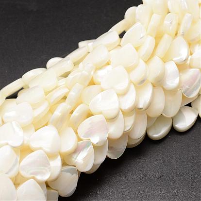 Brins de perles de coquille de trochid / trochus shell, cœur, 12x12x4mm, Trou: 1mm, Environ 35 pcs/chapelet, 15.75 pouce