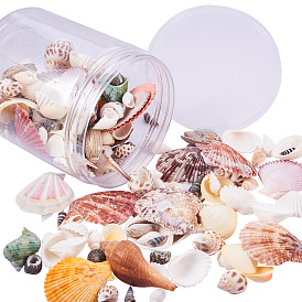 PandaHall Elite Fashion Beach Seashells, for DIY Jewelry Craft Decoration
