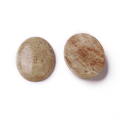Natural Fossil Coral Cabochons, Oval