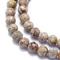 Natural Conch Fossil Beads Strands, Round, Faceted(128 Facets)