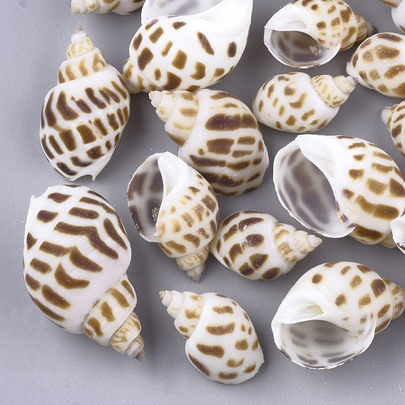 Cuentas de concha de caracol, perlas sin perforar / sin orificios