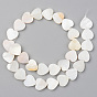 Natural Freshwater Shell Beads Strands, Heart