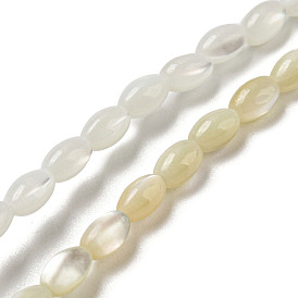 Brins de perles de coquillages naturels de troca, ovale