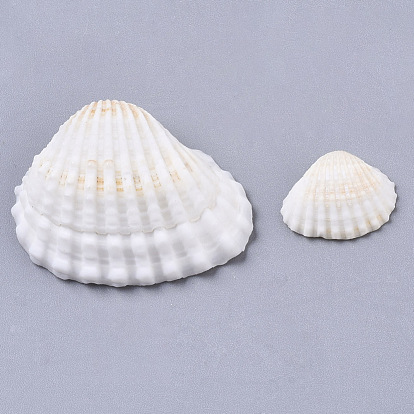 Perles de coquillages naturels, perles non percées / sans trou