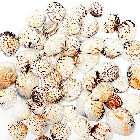 Perles de coquillages naturels, pas de trous / non percés, fournitures de micro-paysage en mousse