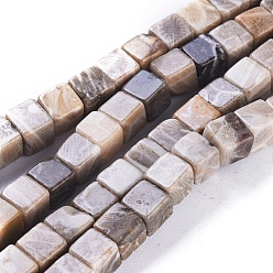 Fossil Coral Natural Fossil Coral Beads Strands, Cube, 5.5~6.5x5.5~6.5x5.5~6.5mm, Hole: 0.8mm, about 62pcs/strand, 15.63 inch(39.7cm)