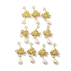 Chapado en Oro Real de 14K Decoraciones colgantes de perlas naturales de agua dulce, adorno de latón con flor de crisantemo y cierres de anillo de resorte, real 14 k chapado en oro, 46 mm, agujero: 3 mm