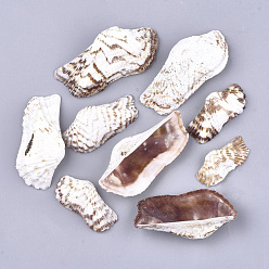 Coquillage De Mer Perles de coquille de mer, perles non percées / sans trou, couleur de coquillage, 17~31x35~64x8~15mm
