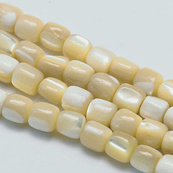 Other Sea Shell Natural Sea Shell Column Bead Strands, 7x6mm, Hole: 1mm, about 63pcs/strand, 15.7 inch