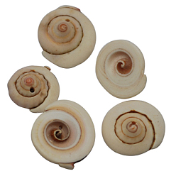 Персиковый Слойка Натуральные бусины из ракушек для глаз Шива, окрашенные, розовые, Размер : длиной около 13~16 мм , толщиной 4~7 мм , отверстие : 2 мм, Около 360 шт / 500 г