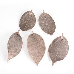 Copper Plated Electroplated Natural Leaf Big Pendants, with Iron Findings, Copper Plated, 55~85x25~40x1mm, Hole: 3x6mm