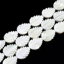 White Natural Trochid Shell/Trochus Shell Beads Strands, Bleach, Leaf, White, 19.5~20x15~15.5x4mm, Hole: 0.8mm, about 20pcs/strand, 15.47 inch~15.87 inch(39.3~40.3cm)
