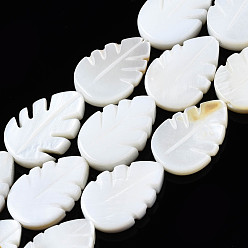Freshwater Shell Natural Freshwater Shell Beads Strands, Leaf, 15x10x2~3mm, Hole: 1mm, about 26pcs/strand, 14.96~15.12 inch(38~38.4cm)