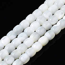 Blanc Brins de perles de coquille de trochid / trochus shell, eau de Javel, colonne, blanc, 6x5.5mm, Trou: 0.8mm, Environ 68~69 pcs/chapelet, 15.47 pouces ~ 15.75 pouces (39.3~40 cm)