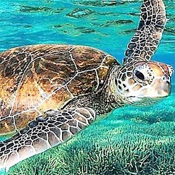 Turtle Наборы алмазной живописи на тему океана своими руками, в том числе холст, смола стразы, алмазная липкая ручка, поднос тарелка и клей глина, прямоугольные, морская черепаха, 300x400 мм