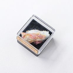 Tourmaline Spécimen de pépites de tourmaline de prune naturelle brute reiki dans une boîte en plastique carrée, pour la décoration d'affichage à la maison, 32mm