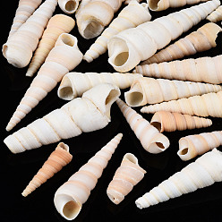Blanco Antiguo Cuentas de concha de caracol naturales, concha de turritella, perlas sin perforar / sin orificios, blanco antiguo, 29~72x9~20 mm