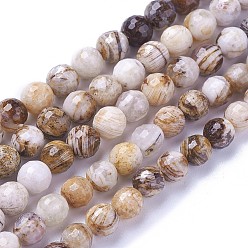 Petrified Wood Natural America Petrified Wood Beads Strands, Faceted, Round, 6mm, Hole: 1mm, about 63~64pcs/strand, 14.96  inch~15.35 inch(38~39cm)