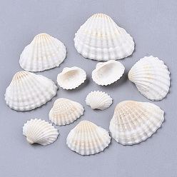 Seashell Color Natural Shell Beads, Undrilled/No Hole Beads, Seashell Color, 12~27x15~35x5~12mm