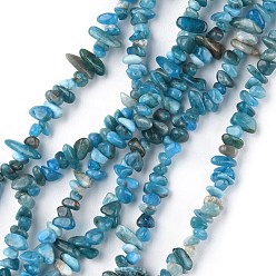 Apatite Natural Apatite Beads Strands, Chip, 1.5~4.5x3~13x2.5~8mm, Hole: 0.6mm, 30.94~31.97 inch(78.6~81.2cm)