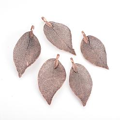Copper Plated Electroplated Natural Leaf Big Pendants, with Iron Findings, Copper Plated, 50~80x20~35x1mm, Hole: 3x6mm