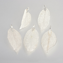 Silver Plated Electroplated Natural Leaf Big Pendants, with Iron Findings, Silver Plated, 50~80x20~35x1mm, Hole: 3x6mm