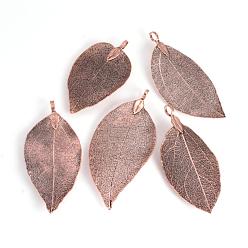 Copper Plated Electroplated Natural Leaf Big Pendants, with Iron Findings, Copper Plated, 70~100x30~50x1mm, Hole: 3x6mm