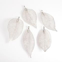 Platinum Plated Electroplated Natural Leaf Big Pendants, with Iron Findings, Platinum Plated, 70~100x30~50x1mm, Hole: 3x6mm