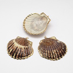 Shell Natural Shell Big Pendant, with Plated Golden Brass Findings, 50~68x40~54x4~5mm, Hole: 2mm