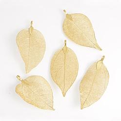 Light Gold Plated Electroplated Natural Leaf Big Pendants, with Iron Findings, Light Gold Plated, KC Gold, 50~80x20~35x1mm, Hole: 3x6mm
