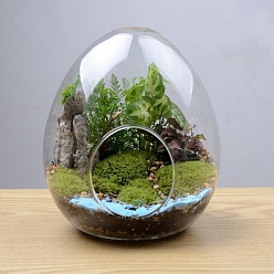 Clair Vase en verre en forme d'oeuf, bouteille en verre micro-paysage succulente hydroponique, décoration de la maison en mousse, clair, 120x150mm
