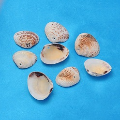 Морская Ракушка Натуральные шарики из моллюсков, цвет морской раковины, 20~32x21~37x5~10 мм, отверстие : 1.5 мм