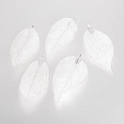 Plaqué Argent Grandes feuilles pendantes placées électrolytiques, avec les accessoires en fer, Plaqué Argent, 70~100x30~50x1mm, Trou: 3x6mm