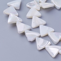 Autres Coquillages De Mer Chapelets de perles de coquillage, triangle, 11.5~12x12.6~13.2x2.5~2.8mm, Trou: 0.8mm, Environ 34 pcs/chapelet, 15.82 pouce (40.2 cm)