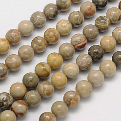 Fossil Coral Natural Fossil Coral Round Bead Strands, 8mm, Hole: 1mm, about 49pcs/strand, 15.5 inch