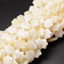 Кремово-белый Натуральная оболочка из трохидных оболочек, цветок, кремово-белые, 12x3~4 мм, отверстие : 1 мм, около 34 шт / нитка, 15.35 дюйм
