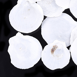 Blanc Perles de coquillages, perles non percées / sans trou, coquille, blanc, 45~74x42~70x2~3mm