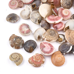 Coloré Perles de coquillages en spirale, perles non percées / sans trou, colorées, 5~12x4~10x2~5.5mm