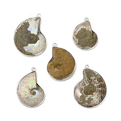 Platine Pendentifs fossiles de conque naturelle, charmes d'escargot fossile, avec les accessoires en laiton, coquille, platine, 35.5~47x27.5~35x4~10.5mm, Trou: 2.5mm