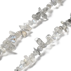 Labradorite Chapelets de perles labradorite naturelle , puce, 1~5x3~16x3~5mm, Trou: 0.8~0.9mm, 29.92~32.68'' (76~83 cm)
